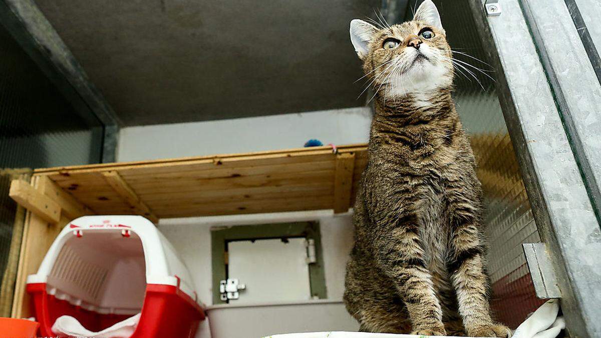 Katze in Grazer Tierheim wartet auf Abnehmer