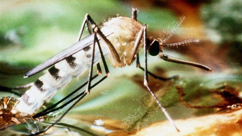 Die Tigermücke zählt zu den Virus-Überträgern