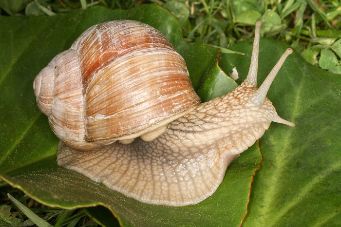 Weil sie allseits bekannt ist, soll die Weinbergschnecke (Helix pomatia) als Botschafterin in den Jahren 2020 und 2021 als Weichtier des Jahres auf die 'vielen unbekannte Welt' ihrer Stammesgenossen aufmerksam machen.