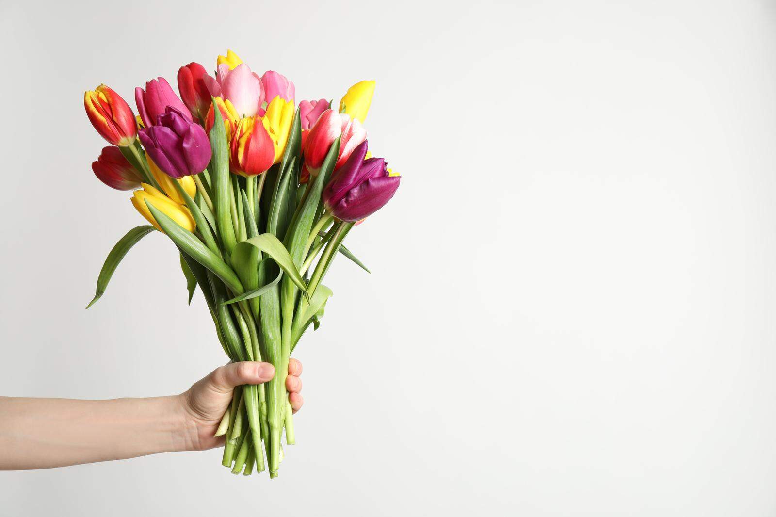 Unangefochten sind zum Valentinstag Frühlingsblumen wie Tulpen
