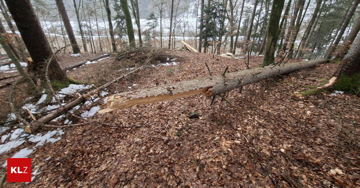 Gro-klein-S-dsteirer-67-von-Baum-getroffen-und-schwer-verletzt