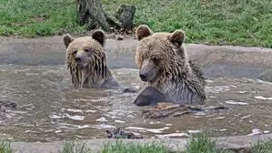 Mish und Lucy sind zwei albanische Braunbären, die derzeit in einem Wildtierreservat in England leben