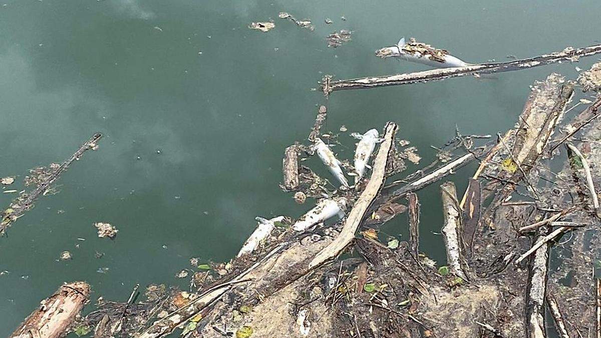 Auf einer rund einen Kilometer langen Strecke wurden die toten Fische im Wasser treibend gefunden