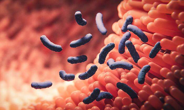Ein Milliardenheer von nützlichen Bakterien sorgt dafür, dass sich schädliche Mikroorganismen nicht in unserem Darm einnisten können