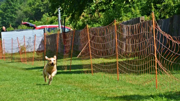 Gesucht wurde Trofaiachs schnellster Hund