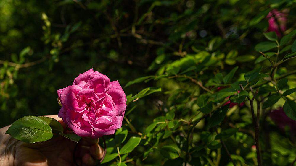 Die Rosenblüte in Giovannis Garden setzt langsam ein