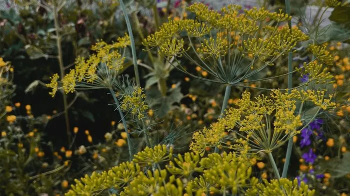 Dill und Sonnenblumen sind ein Fest für Bienen. 