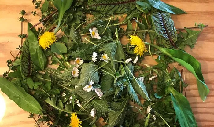Ob Salat, Suppe oder Pesto: Löwenzahn ist nicht nur ein ungeliebtes Unkraut im Garten, sondern wird auch in der Küche verwendet