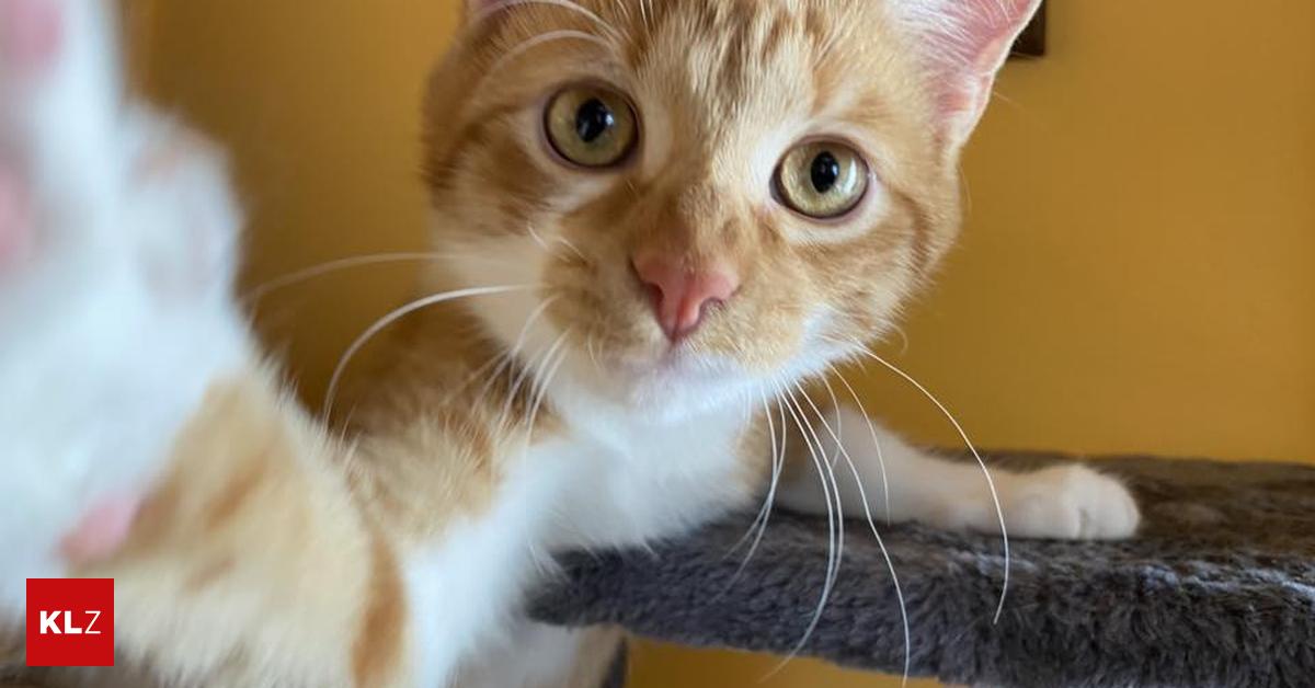 Internationaler-Katzentag-Die-Stubentiger-sind-die-beliebtesten-Haustiere-der-Steirer