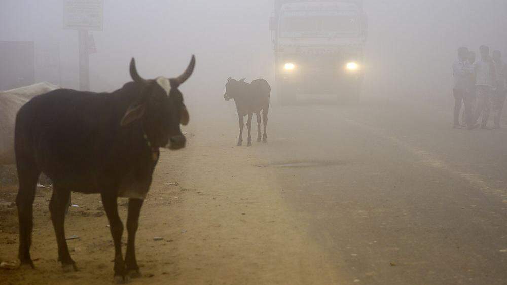 Der hinduistischen Bevölkerungsmehrheit in Indien sind Kühe heilig