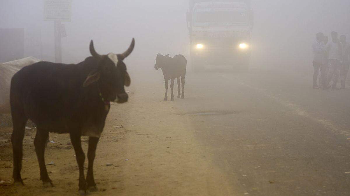 Der hinduistischen Bevölkerungsmehrheit in Indien sind Kühe heilig