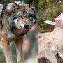Das steigende Wolfsvorkommen macht Probleme. Auf der Hochrindl wurden neun Schafe getötet