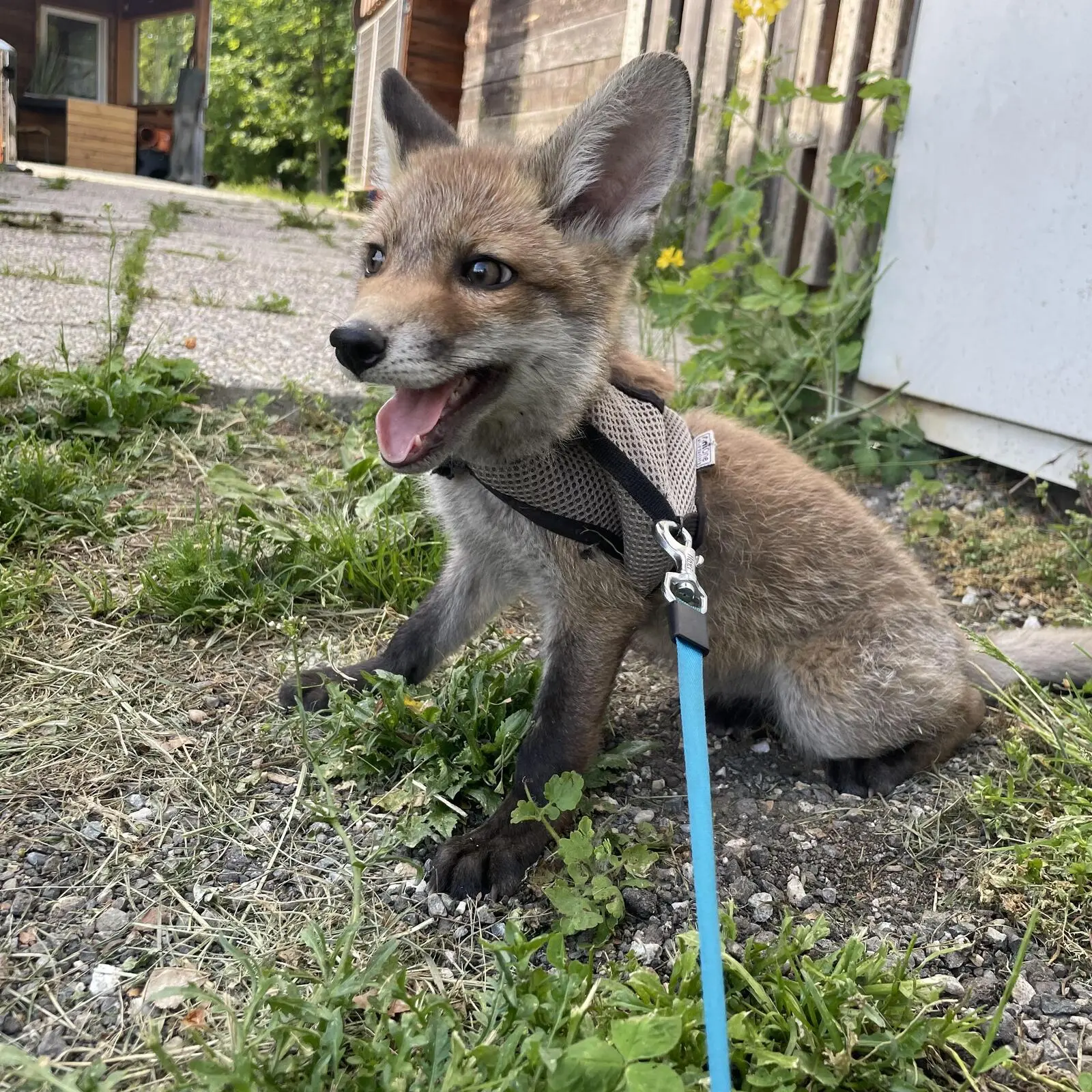 Aus Foxy wurde Fee: So geht es dem geretteten Fuchswelpen aus Zeltweg heute