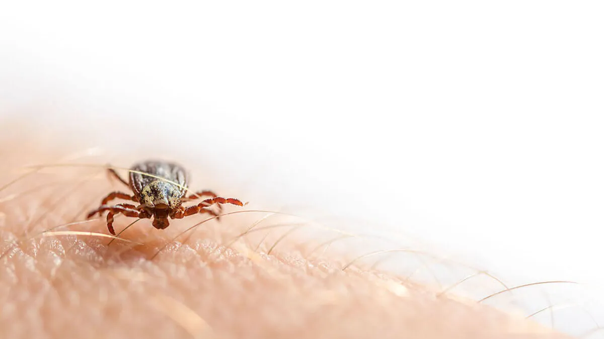 Die Untersuchung soll nun klären, ob das Militär für den raschen Anstieg der Lyme-Borreliose-Erkrankungen in den USA in den vergangenen Jahrzehnten mitverantwortlich ist