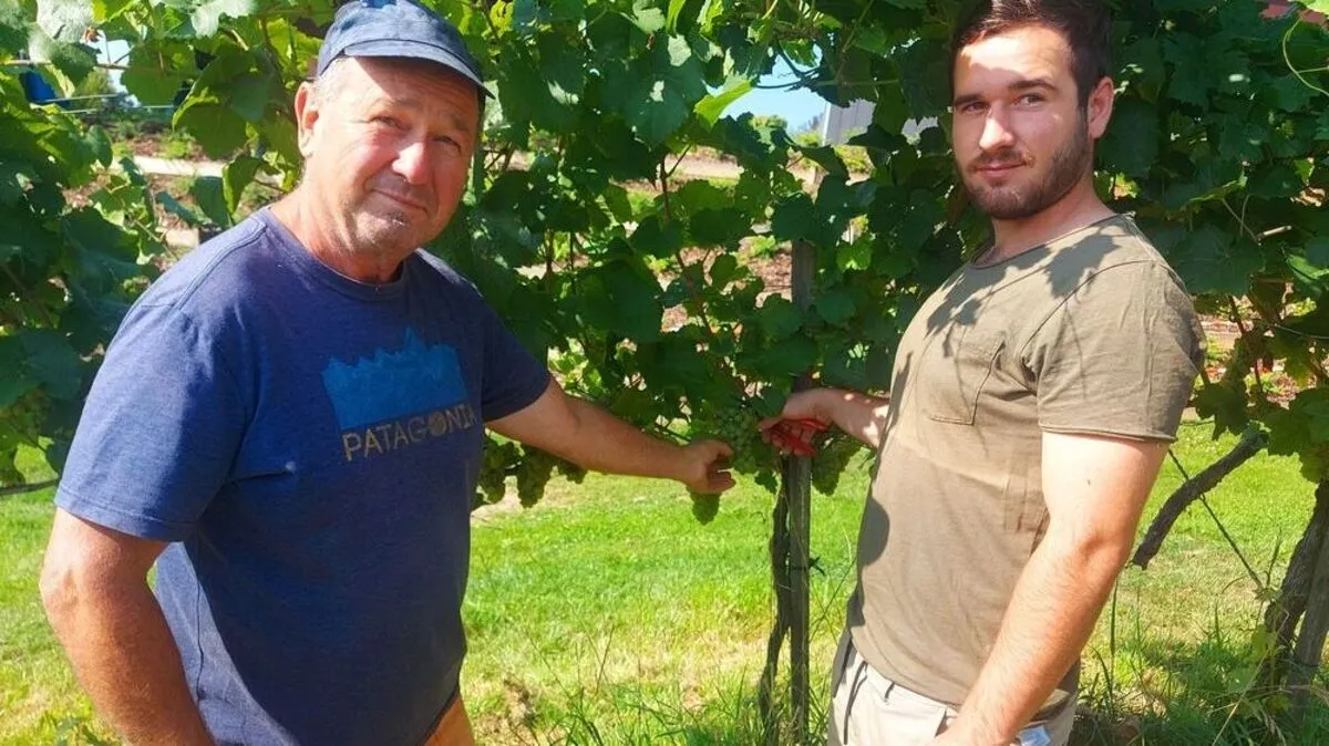 Wolfang und Lukas Schmallegger beginnen heute mit der Weinernte