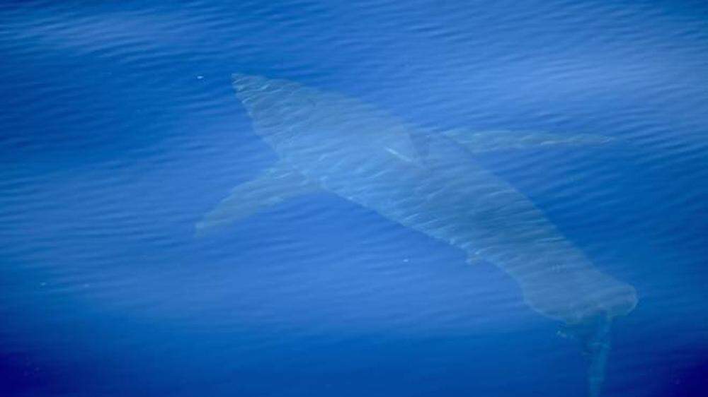 Der Weiße Hai, fotografiert von den Forschern von Alnitak