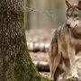 Ein Wolf aus einer italienischen Population wurde auf den Almen in Lavant und Leisach festgestellt