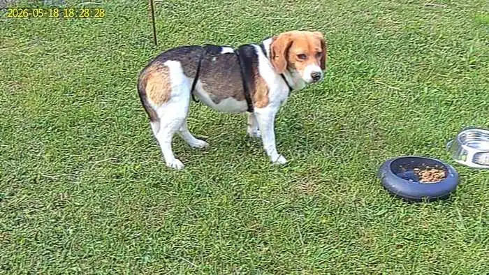 Hündin Daisy ließ sich während der Suche fotografieren, aber nicht fangen
