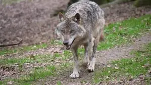 Ein Wolf geht über einen Waldweg
