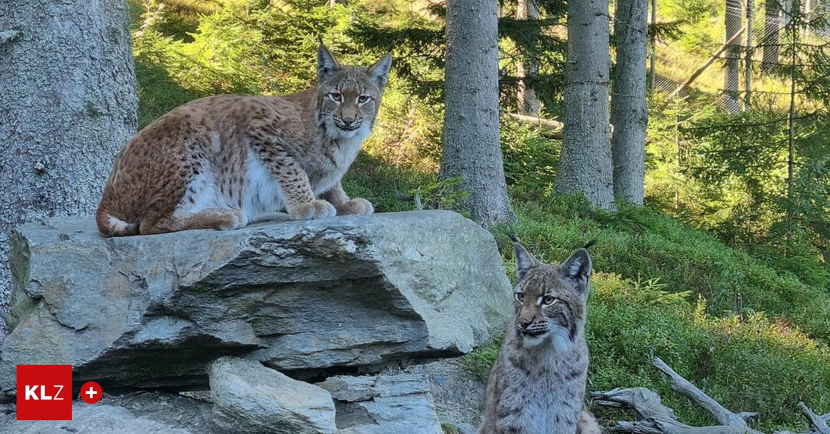 Von-Mautern-nach-Polen-F-r-die-Luchszwillinge-des-Wilden-Berges-hei-t-es-Ab-in-die-Wildnis-