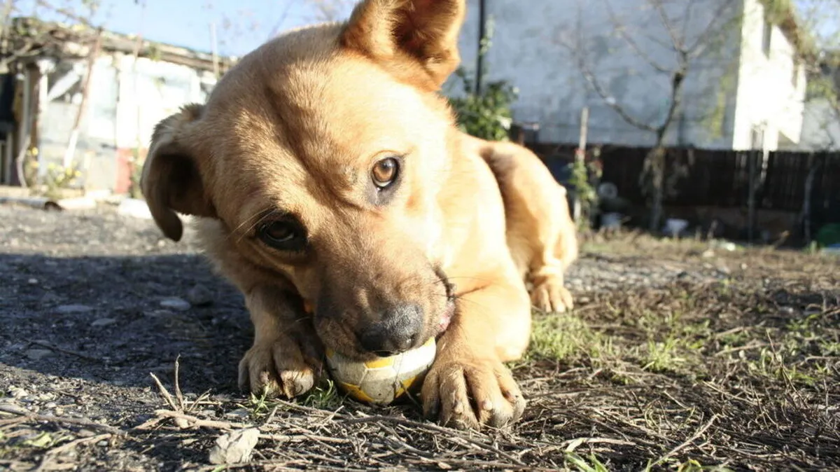 Hundebesitzer in Lienz sind in Sorge