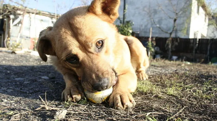 Hundebesitzer in Lienz sind in Sorge