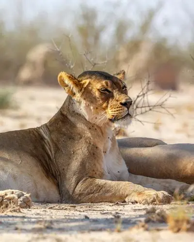 Die Löwin wurde von den Behörden aufgespürt und getötet