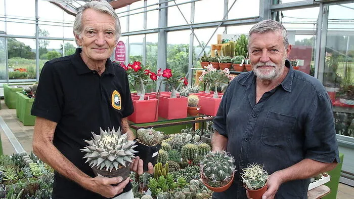 Trost mit einem rund 50 Jahre alten Ariocarpus retusus und einem Pelecyphora aselliformis, Wolfgang Papsch mit zwei Gymnocalycium
