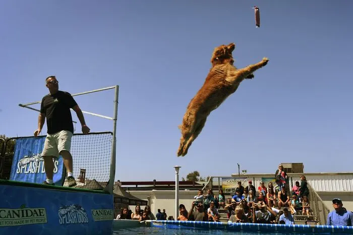 Ähnliche Wettbewerbe gibt es in vielen Ländern, unter Stichworten wie Dock Jumping oder Dock Diving.
