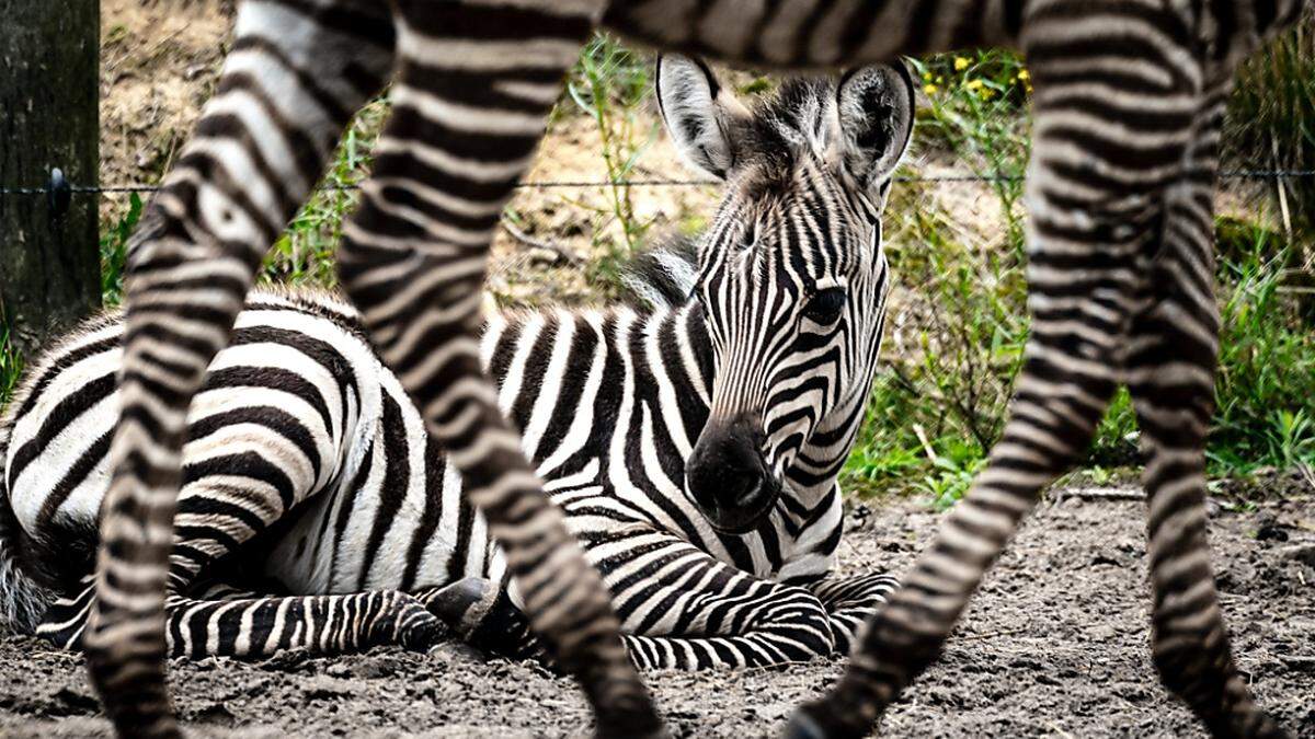 Wird es bald Zebras ohne Streifen geben?