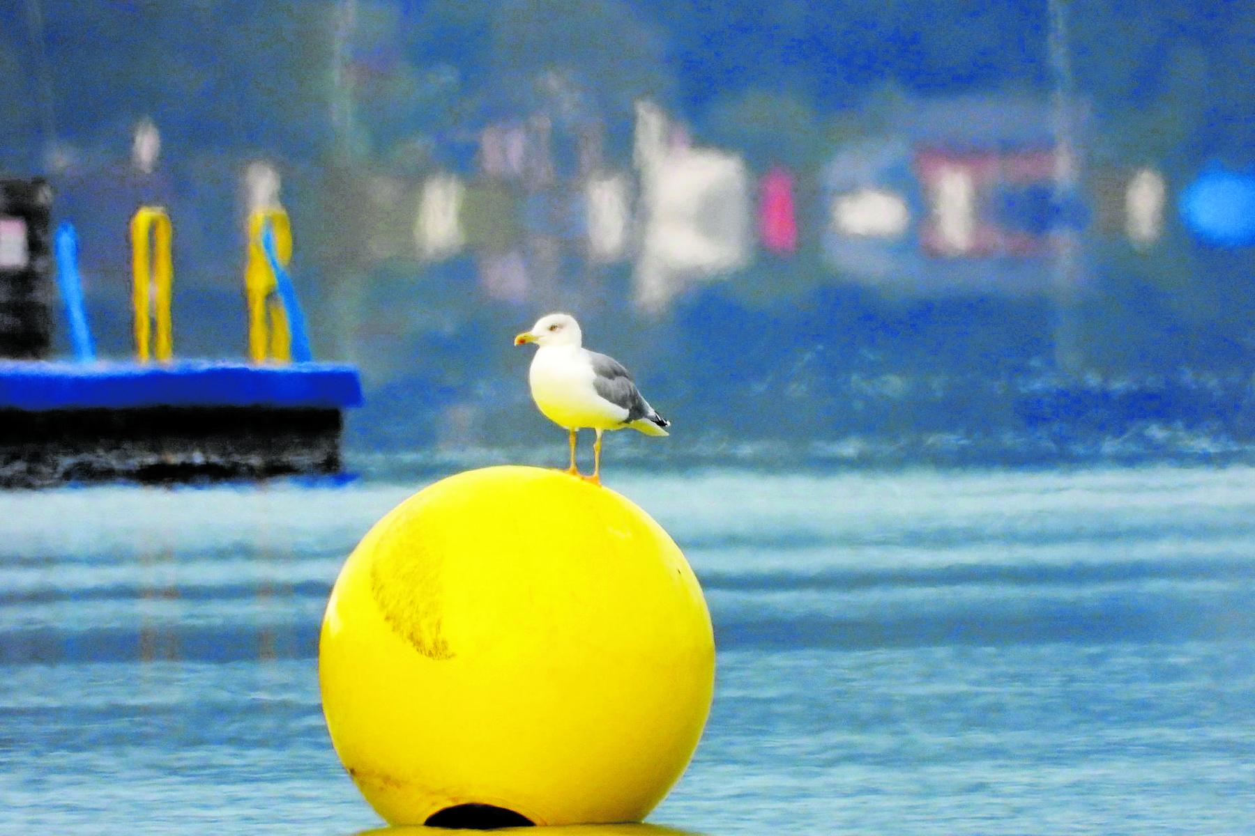 „Fütterung“ am Millstätter See: Wie die Möwen in Kärnten langsam heimisch wurden