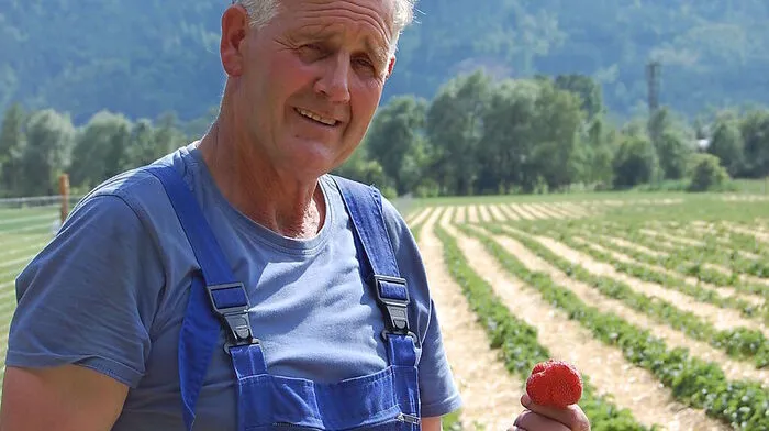 Anton Ploner hofft auf reiche Ernte