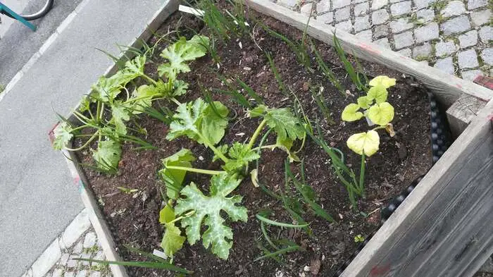 Erst Mitte April wurde die Hochbeete beim Augartl'n bepflanzt...