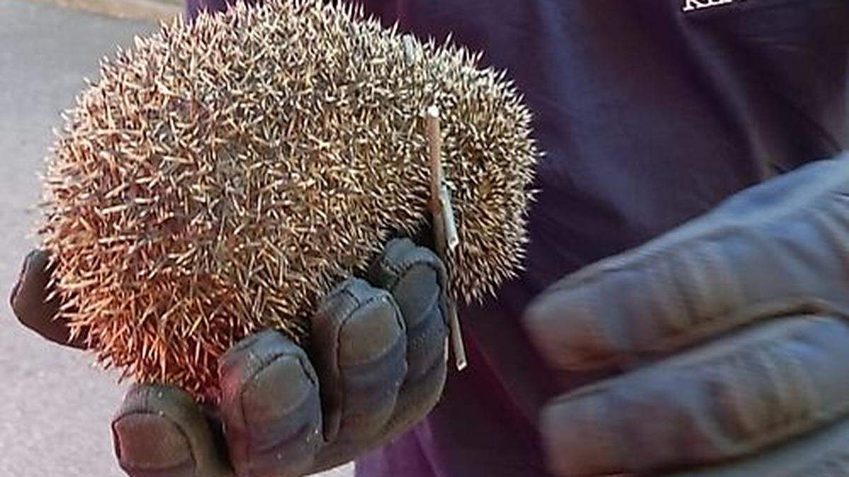 Der Igel wurde von der Freiwilligen Feuerwehr gerettet.