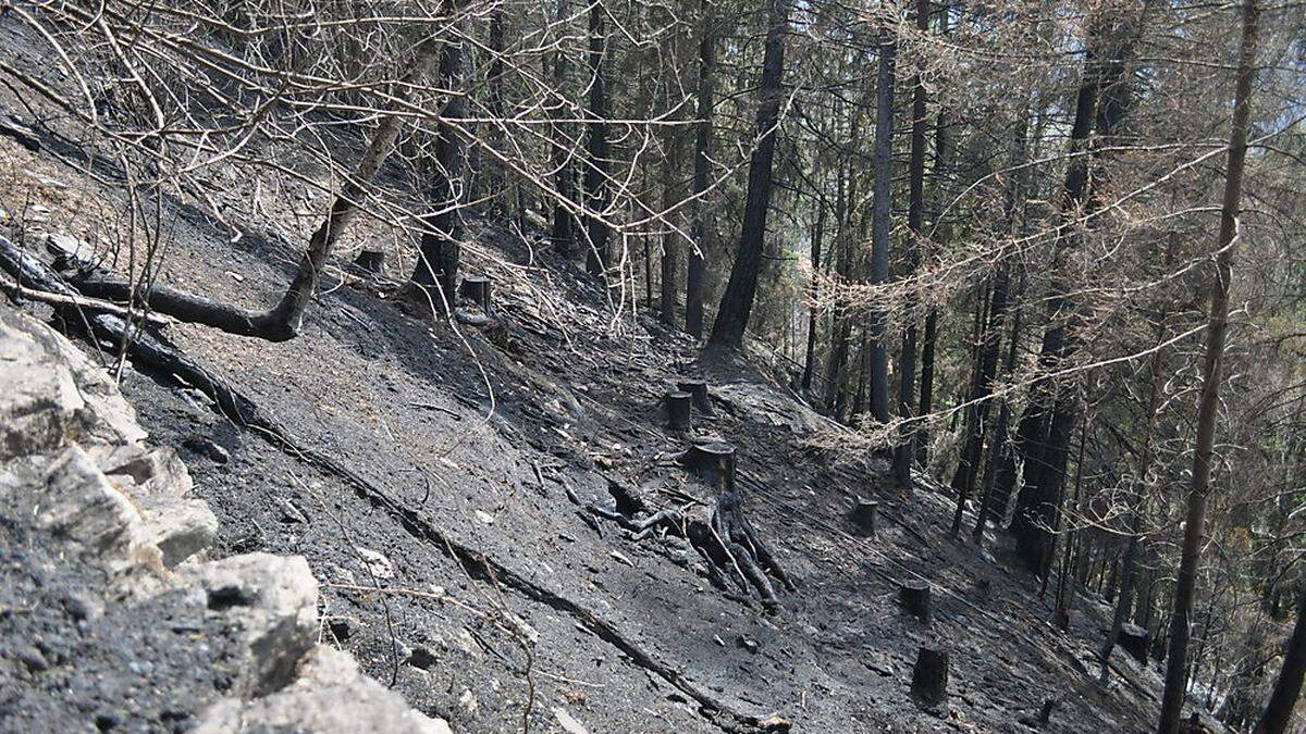 In den trockenen Wäldern Oberkärntens herrscht erhöhte Waldbrandgefahr