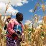 In Simbabwe herrscht große Dürre
