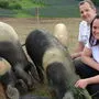 Lorenz und Cornelia Spielhofer mit einem Teil ihrer Freiland-Schweine auf dem „Spielhof“