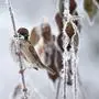 Der Spatz ist Österreichs häufigster Wintervogel