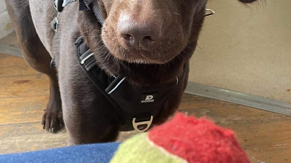 Der zweijährige Labrador-Mix Coco musste durch einen Alkohol-Entzug