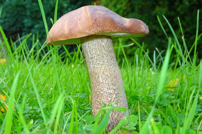 Am Stiel erkennt man den schmackhaften Birkenpilz - er gleicht seiner Namensgeberin, der Birke und ist geschuppt. Verwechseln kann man ihn mitunter mit den ebenfalls essbaren Rotkappen.