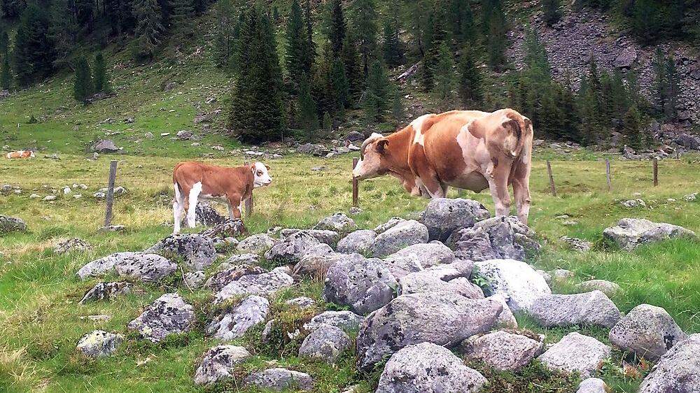 Die Tiere in Osttirol sind entspannt, die Situation der Mutterkuhhalter aber  nicht