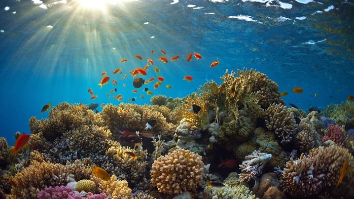 Unterwasseraufnahme eines Korallenriffs, über dem bunte Fische schwimmen