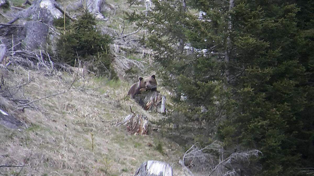 Der Bär wurde im Revier Bärnbad im Goldeckgebiet gesichtet