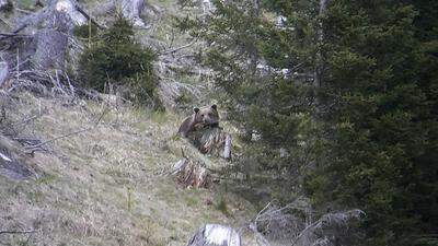 Der Bär wurde im Revier Bärnbad im Goldeckgebiet gesichtet