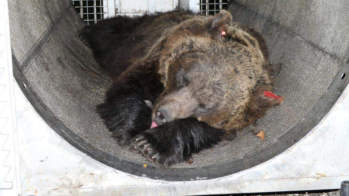 Nicht nur in Italien fragt man sich, was mit dem eingefangenen Bären geschehen soll