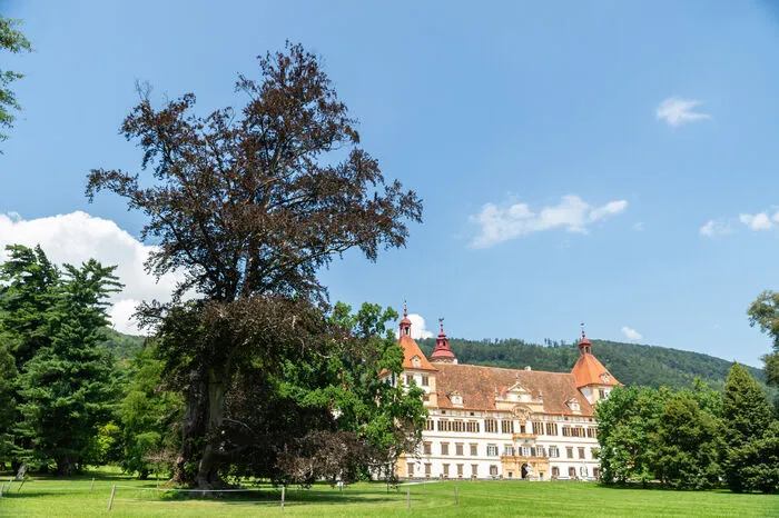 Bei Schloss Eggenberg fällt ein Baum ganz besonders auf, weil er weitläufig eingezäunt ist. Es handelt sich dabei um eine Blutbuche aus dem Jahre 1832. Bäume wie diese Buche werden gehütet wie ein Schatz und sorgen dafür, dass der Park des Schlosses Eggenberg zu einem einzigartigen Naturschauspiel wird. *Am 13. Mai 2019 verursachte ein Sturm einen tiefen Riss entlang des Stammes. Die Buche ist nicht mehr zu retten und wird ersetzt werden müssen.