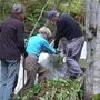 Seit 2016 wird die Klangschlucht in Millstatt regelmäßig von Staudenknöterich befreit. Die mühsame Arbeit trägt leider nur wenig Früchte