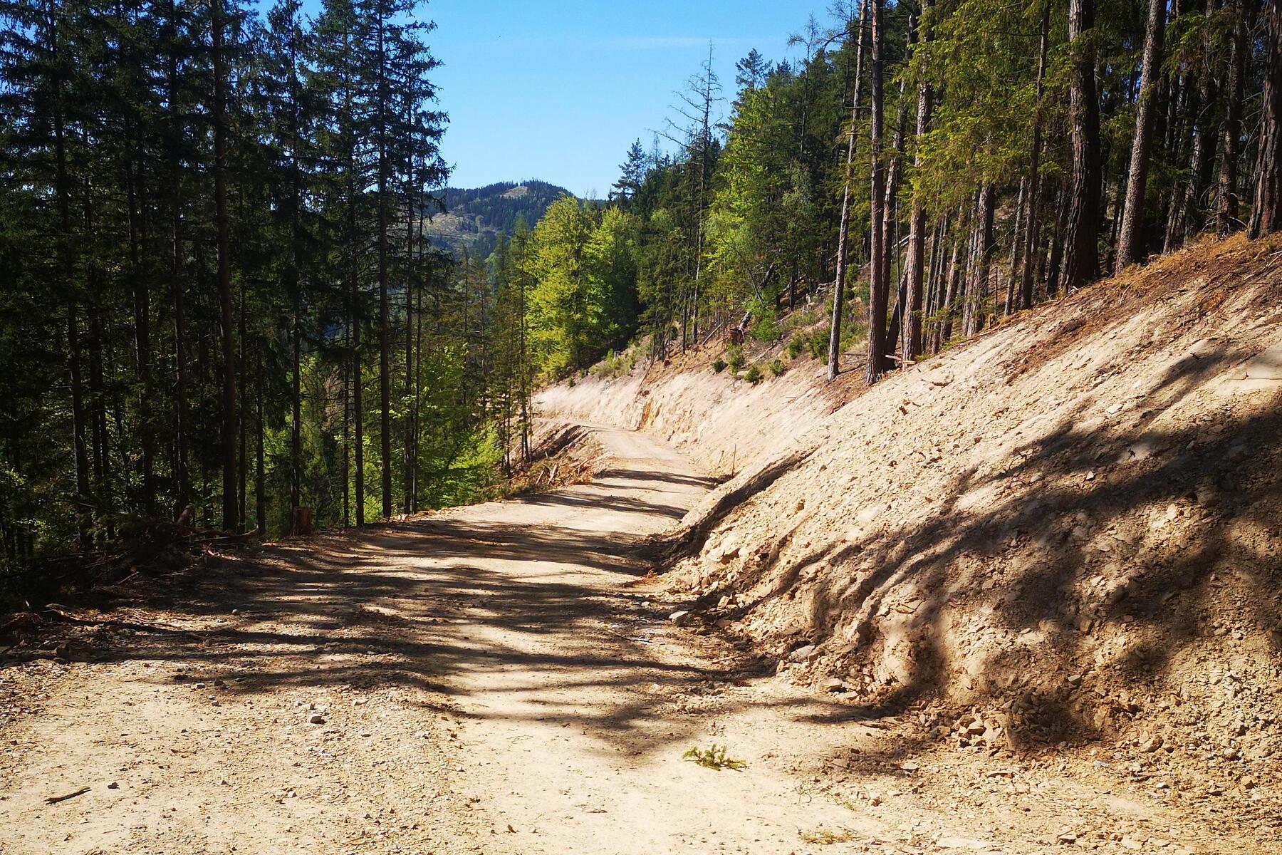 Forstweg bringt Bedenken: Gibt es eine „Waldautobahn“ im Schladnitzgraben?