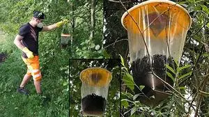 Die Maßnahmen gegen die Fliegen hat die Stadtgemeinde Eisenerz, deren Mitarbeiter die unangenehme Entsorgung vornehmen, im heurigen Jahr bereits 4600 Euro gekostet  