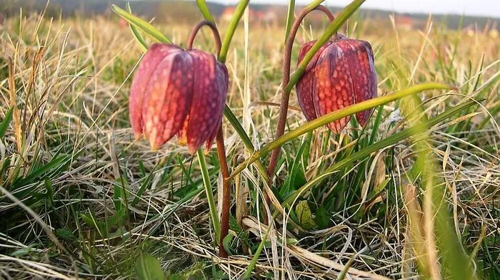 Großsteinbach ist als Schachblumengemeinde bekannt